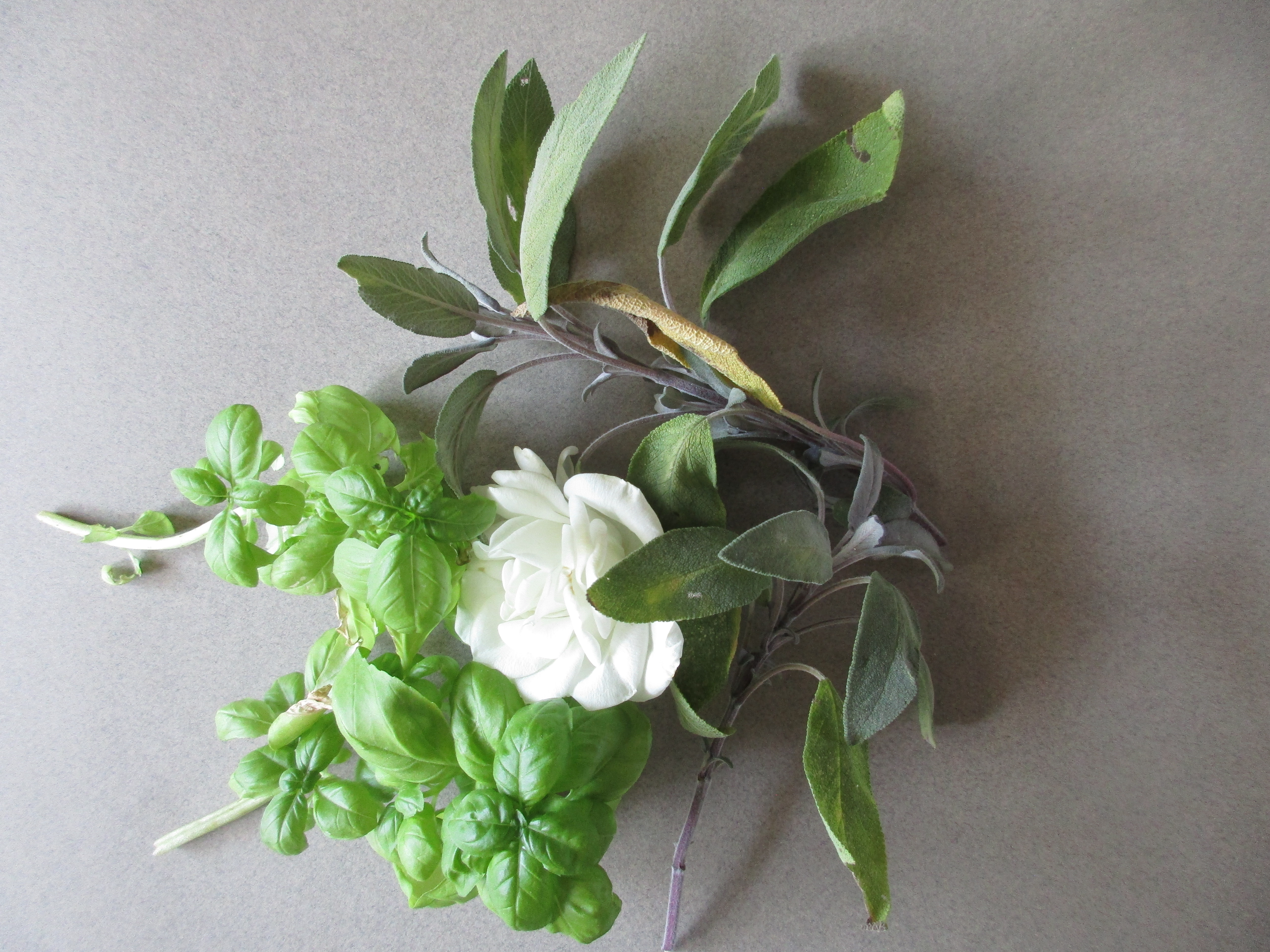 Plant collage fun